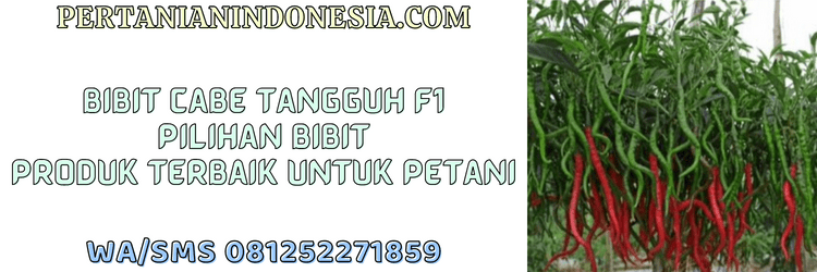 bibit cabe